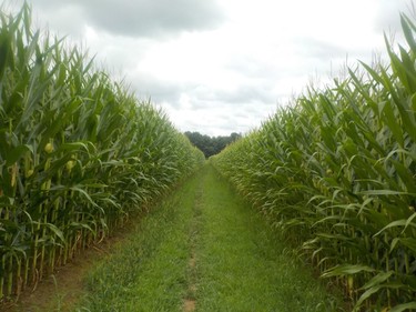 Some stretches of the AT cut through cornfields like this one a farmer's welcome to Pennsylvania.
IAN NEWTON/Special to Postmedia News
Appalachian Trail 2019