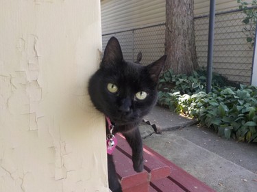 A curious cat peaks around a corner in Duncannon, PA.
IAN NEWTON/Special to Postmedia News
Appalachian Trail 2019