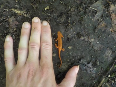 Hiker Ian Newton measures the size of this Eastern Newt spotted in Massachusetts. It spends the beginning and end of its life in water and only turns orange in mid-life.
IAN NEWTON/Special to Postmedia News
Appalachian Trail 2019