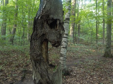 It sometimes got spooky in the woods.
IAN NEWTON/Special to Postmedia News
Appalachian Trail 2019