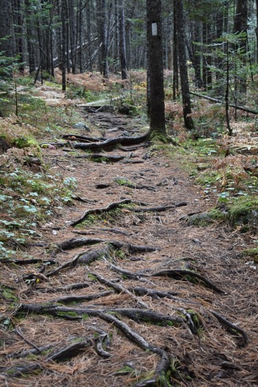 Roots and pine needles line a portion of the AT in Maine's 100 Mile Wilderness.
IAN NEWTON/Special to Postmedia News
Appalachian Trail 2019