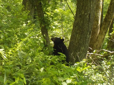 A mother black bear considers climbing a tree in the Smoky Mountains after spotting a hiker but ultimately decides to run in the opposite direction.
IAN NEWTON/Special to Postmedia News
Appalachian Trail 2019