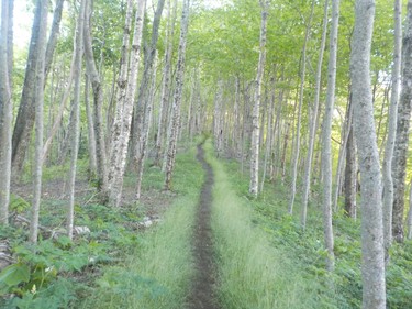 It was delightful hiking through the Birch trees of  Tennessee in May.
IAN NEWTON/Special to Postmedia News
Appalachian Trail 2019