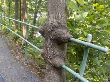 Nature takes its course along the trail near Erwin, Tenn.
IAN NEWTON/Special to Postmedia News
Appalachian Trail 2019