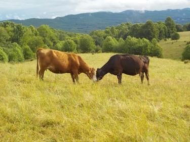 There is plenty of variety on the trail including pleasant hikes through cattle pastures like this one in Tennessee.
IAN NEWTON/Special to Postmedia News
Appalachian Trail 2019
