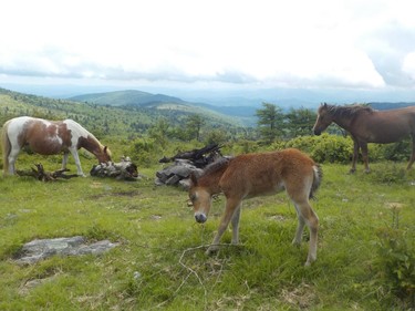 "It was as if the ponies were waiting for me." Hiker Ian Newton recalls the moment he saw wild ponies gathered around a campsite fire pit  in an open field on Virginia's Mount Rogers.
IAN NEWTON/Special to Postmedia News
Appalachian Trail 2019