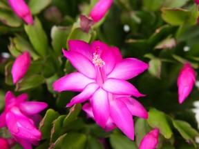 The Christmas cactus blooms during the holiday season in a range of brilliant hues.