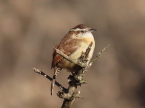 The Carolina wren can be seen in 12 months a year in the London area. This pretty bird will even sing through the winter months. (Paul Nicholson, Special to Postmedia News)