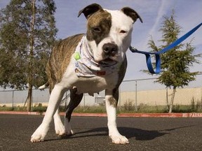 A 20-year-old Wingham man is facing several charges after an American Staffordshire Terrier, similar to the one shown here, bit three children at a private school. (Getty Images)