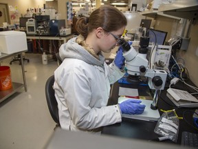 Nicole Vandenberg, a Fanshawe College co-op student, works as a lab technician at A and L Laboratories in London. (Derek Ruttan/The London Free Press)