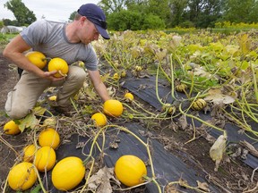 London Mayor Ed Holder spoke out this week against a proposed zoning change that would allow the city's gardeners and urban farmers to sell produce on site. Denis Heraud, farm manager for Urban Roots, is shown in this photo in September harvesting spaghetti squash at the group's urban farm at Hamilton Road and Highbury Avenue. (Free Press file photo)