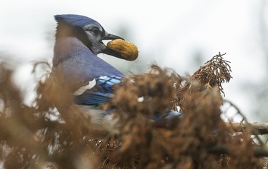 A blue jay makes off with a peanut near a number of bird feeders that attract a wide assemblage of birds at the Westminster Ponds Centre in London, Ont.  Photograph taken on Sunday November 10, 2019. 
Mike Hensen/The London Free Press/Postmedia Network