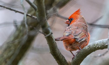 A male cardinal's plumage stands out in the drab weather near a number of bird feeders that attract a wide assemblage of birds at the Westminster Ponds Centre in London, Ont. Photograph taken on Sunday November 10, 2019. 
Mike Hensen/The London Free Press/Postmedia Network
