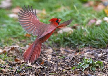 A male cardinal's plumage stands out in the drab weather near a number of bird feeders that attract a wide assemblage of birds at the Westminster Ponds Centre in London, Ont. Photograph taken on Sunday November 10, 2019. 
Mike Hensen/The London Free Press/Postmedia Network