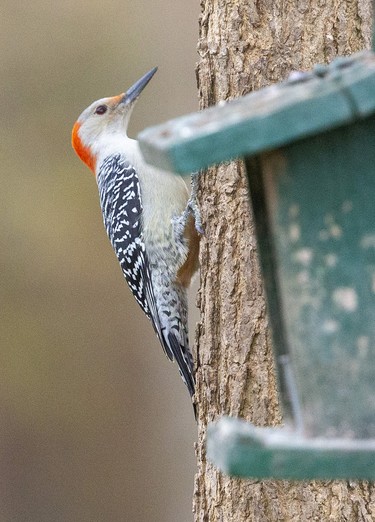 A red-bellied woodpecker is among a wide assemblage of birds attracted to feeders at the Westminster Ponds Centre in London, Ont. Photograph taken on Sunday November 10, 2019. Mike Hensen/The London Free Press/Postmedia Network