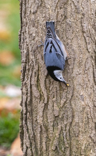 A white-breasted nuthatch makes his way headfirst down a tree that supports a number of bird feeders, attracting a wide assemblage of birds at the Westminster Ponds Centre in London, Ont. Photograph taken on Sunday November 10, 2019. Mike Hensen/The London Free Press/Postmedia Network