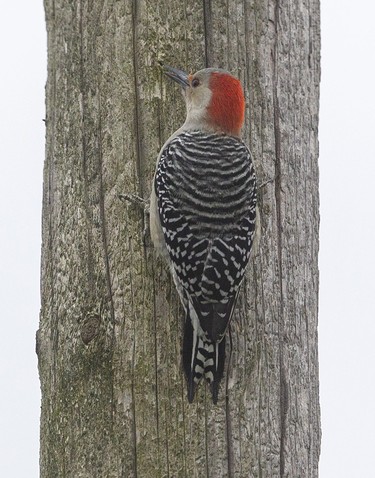 A red-bellied woodpecker shows off their special tail feathers, which prop them up against a wooden pole near a number of bird feeders that attract a wide assemblage of birds at the Westminster Ponds Centre in London, Ont. Photograph taken on Sunday November 10, 2019. 
Mike Hensen/The London Free Press/Postmedia Network