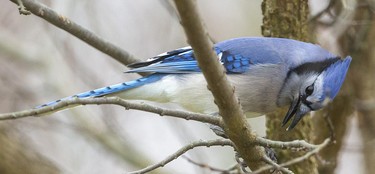A blue jay holds onto a seed with his foot as he eats near a number of bird feeders that attract a wide assemblage of birds at the Westminster Ponds Centre in London, Ont. Photograph taken on Sunday November 10, 2019. Mike Hensen/The London Free Press/Postmedia Network