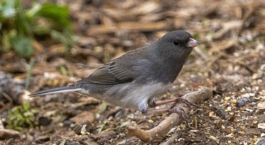 A slate-coloured junco feeds on the ground beneath a number of bird feeders that attract a wide assemblage of birds at the Westminster Ponds Centre in London, Ont. Photograph taken on Sunday November 10, 2019. 
Mike Hensen/The London Free Press/Postmedia Network