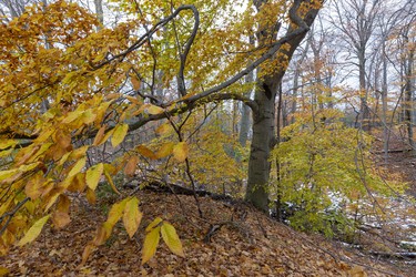 Beech trees and some oaks are among the last trees that still have their leaves at the Westminster Ponds Centre in London, Ont. 
The centre is adjacent to hundreds of acres of publicly owned trails around the Westminster Ponds.
Photograph taken on Sunday November 10, 2019. 
Mike Hensen/The London Free Press/Postmedia Network