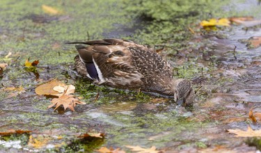 A female mallard feeds under a thin crust of ice in a small pond covered in duckweed in Westminster Ponds. Several trails start right on the grounds of the Westminster Ponds Centre, making it a perfect jumping-off point for exploring the more than 400 acres of land that's mostly publicly owned. Photograph taken on Sunday November 10, 2019. 
Mike Hensen/The London Free Press/Postmedia Network