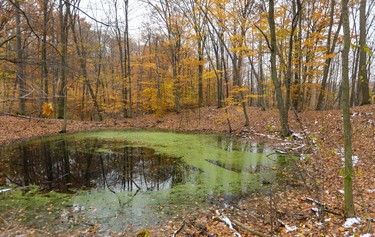 A small pond is covered in duckweed in Westminster Ponds. Several trails start right on the grounds of the Westminster Ponds Centre, making it a perfect jumping-off point for exploring the more than 400 acres of land that's mostly publicly owned. 
Photograph taken on Sunday November 10, 2019. 
Mike Hensen/The London Free Press/Postmedia Network