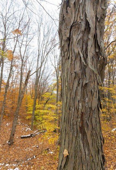 A large shagbark hickory shows off the distinctive bark that gave it its name, in Westminster Ponds.
Several trails start right on the grounds of the Westminster Ponds Centre, making it a perfect jumping-off point for exploring the more than 400 acres of land that's mostly publicly owned. Photograph taken on Sunday November 10, 2019. 
Mike Hensen/The London Free Press/Postmedia Network