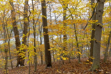 Spettigue Pond is barely visible through the bright yellow beech leaves in the Westminster Ponds ESA. Several trails start right on the grounds of the Westminster Ponds Centre, making it a perfect jumping-off point for exploring the more than 400 acres of land that's mostly publicly owned. Photograph taken on Sunday November 10, 2019. 
Mike Hensen/The London Free Press/Postmedia Network