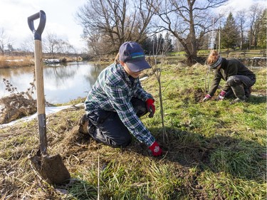 Anastasia White and Mary-Jane Dejonge, both field survey assistants for the Upper Thames River Conservation Authority, plant young trees along the banks of Medway Creek north of London Wednesday Nov. 20, 2019. Conservation staff were called in to plant 385 shrubs and trees when the usual school groups couldn't make it out for the late-season planting. The UTRCA was planting a number native species that can handle flooding and wet soils. (Mike Hensen/The London Free Press)