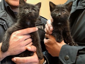 Oscar, left, and Ollie, the only two kittens to survive after their litter of five was tossed in a garbage can in a St. Marys cemetery, have been adopted by a Stratford police inspector. Handout/Stratford Beacon Herald/Postmedia Network