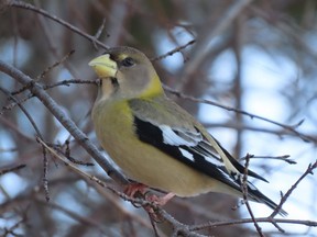 The evening grosbeak that persisted at Fanshawe Conservation Area through January is London's bird of the year for 2019 for Free Press nature columnist Paul Nicholson. (Paul Nicholson/Special to Postmedia News)