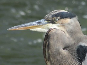 This picture of a great blue heron provides a good clue to one of the answers in today's year-end bird quiz. (Paul Nicholson/Special to Postmedia News)
