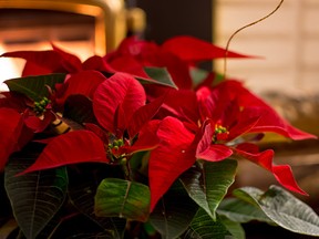 Poinsettia flowers in the home (Getty Images)