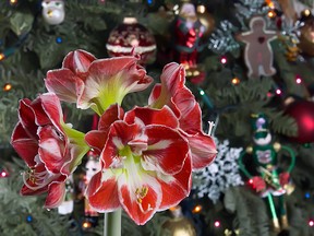 Red amaryllis (Getty Images)