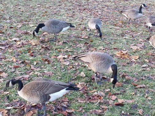 Two geese in Woodstock test positive for bird flu | London Free Press