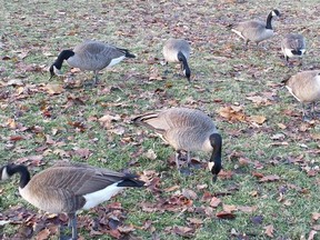 Canada Geese forage for food in Ivey Park on Christmas Day. The park was free of snow Wednesday, with the mercury rising to 9 C . Balmy temperatures are expected to stay with us until the weekend. (DAN BROWN, The London Free Press)