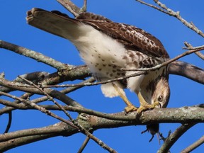 Liana Zanette will discuss her research into predator-prey interactions as part of Nature London's 15th annual Nature in the City speaker series. This red-tailed hawk has a field mouse in a high-stress situation. (Paul Nicholson/ Special to Postmedia News)