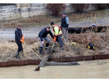 Lower Thames Valley Conservation Authority try to haul a large section of a fallen tree that was blocking a gate on the Sixth Street Dam near the mouth of McGregor's Creek at the Thames River in downtown Chatham, Ont. on Monday January 13, 2020. The LTVCA will be closing the dam before peak water levels arrive from the upper Thames River in Chatham on Wednesday, which prevents south Chatham from flooding. (Ellwood Shreve/Postmedia Network)