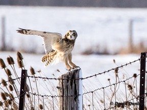 Short-eared owls, and their barking, hooting and yipping, can be found in Middlesex County every winter. They have been spotted recently near Melbourne and Elginfield. (Dave Dunlop/Special to Postmedia News)