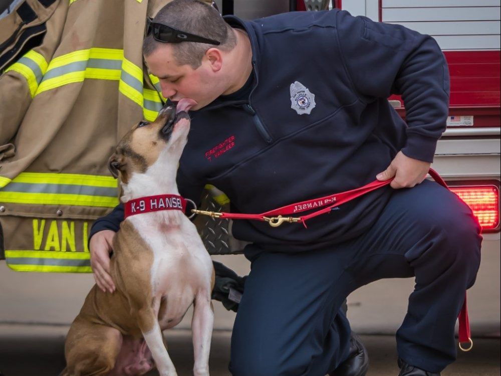 Hansel was seized in a Chatham-Kent dog-fighting probe. Now he’s an ...