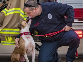 Hansel, an arson-detecting dog, is shown with his handler, firefighter Tyler Van Leer of the Millville, New Jersey Fire Department. The pit bull was rescued in 2015 from an alleged dog-fighting ring in Tilbury. (Erik Larson/Larson Images)