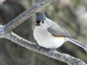 Tufted titmice can be seen across Southwestern Ontario, however you are most likely to observe this specialty species now in Pinery Provincial Park or elsewhere in Lambton County. PAUL NICHOLSON/SPECIAL TO POSTMEDIA NEWS