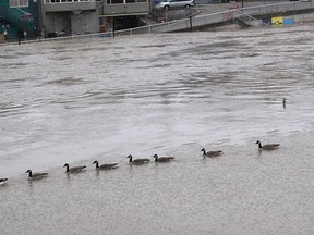 These Canada geese swim in calmer flood water that is covering a municipal parking lot near the Fifth Street Bridge in Chatham, avoiding the swift-flowing Thames River, which reached its peak of 11 feet above normal on Thursday morning. (Ellwood Shreve/Chatham Daily News)