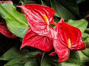 The red, heart-shaped flower of Anthuriums. (Getty Images)