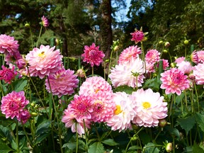 Most plants confined in pots will grow significantly smaller than they would in the open garden.