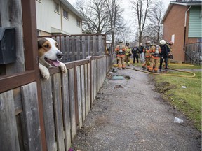A dog named Charlie seems to be wondering what all the fuss is about as firefighters dowse a fire in the basement of his next door neighbour on Barberry Court in London on Tuesday. No one was injured in the fire that caused $40,000 in damage. The London fire department suspects the fire began in a clothes dryer and is reminding everyone to clean lint out their dryer vents. (Derek Ruttan/The London Free Press)