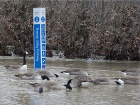 The Thames Valley Parkway is submerged at Gibbons Park in London, Ont. on Tuesday January 14, 2020. The city has closed access to the TVP between Gibbons Park and Springbank Park. (Derek Ruttan/The London Free Press)