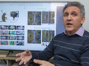 Dr. Julio Martinez-Trujillo, a professor at Western University's Schulich medical school, studied the role of the hippocampus to create memories by studying the brains of monkeys using tiny, implanted sensors as they played a video game. (Mike Hensen/The London Free Press)
