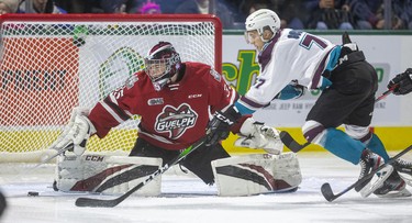 Nico Daws of the Guelph Storm was kept busy early by the London Knights. Just after Liam Foudy's goal, Matvey Guskov of the Knights had a good chance that Daws was able to keep out in the first period Sunday afternoon at Budweiser Gardens in London. 
Photograph taken on Sunday January 26, 2020. Mike Hensen/The London Free Press/Postmedia Network