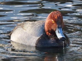 Redheads were among the many waterfowl species seen on London's Christmas Bird Count last month. PAUL NICHOLSON/SPECIAL TO POSTMEDIA NEWS